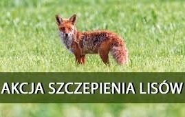 Szczepienie lisów przeciwko wściekliźnie 25 29 04 2022 Gmina Przeciszów