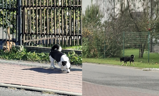 Zdjęcie do Apel do właścicieli ps&oacute;w o zapewnienie właściwego zabezpieczenia zwierząt