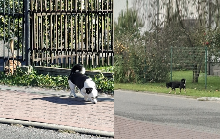 Apel Gminy Przeciszów do właścicieli psów